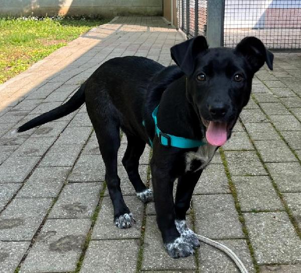 ELETTRA CUCCIOLA STUPENDA Foto 4